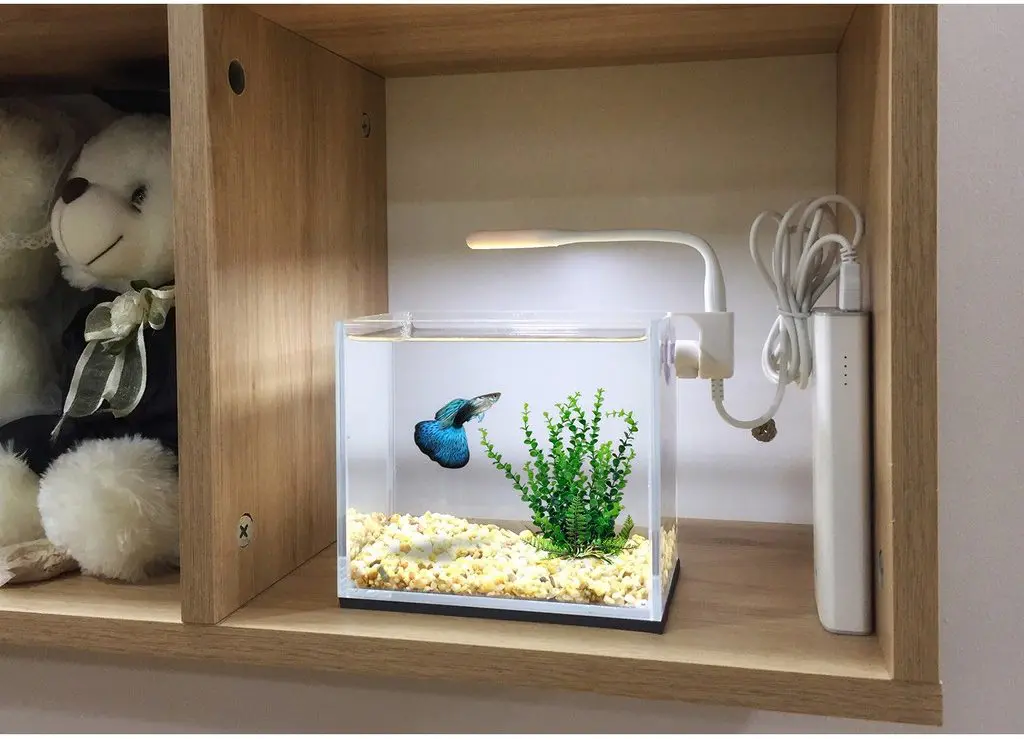 Bể cá thủy sinh mini dạng hộp