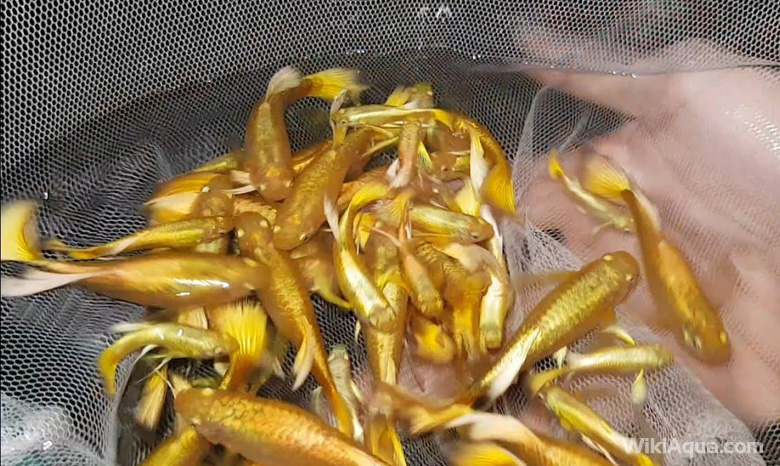 Cá bảy màu full gold có màu vàng rất đặc trưng mang phong thái hoàng gia.
