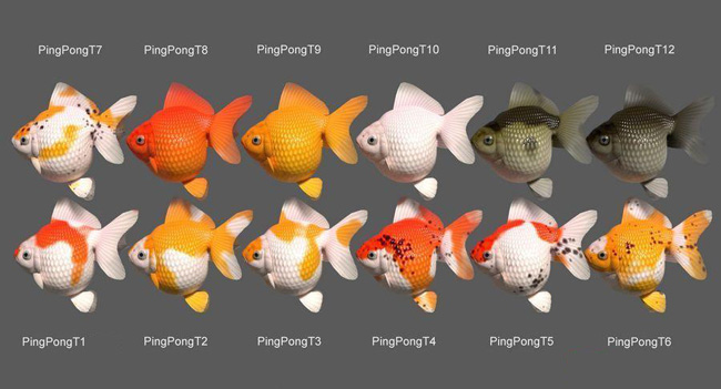 Hiện nay có rất nhiều loại cá Ping Pong với màu sắc bắt mắt khác nhau