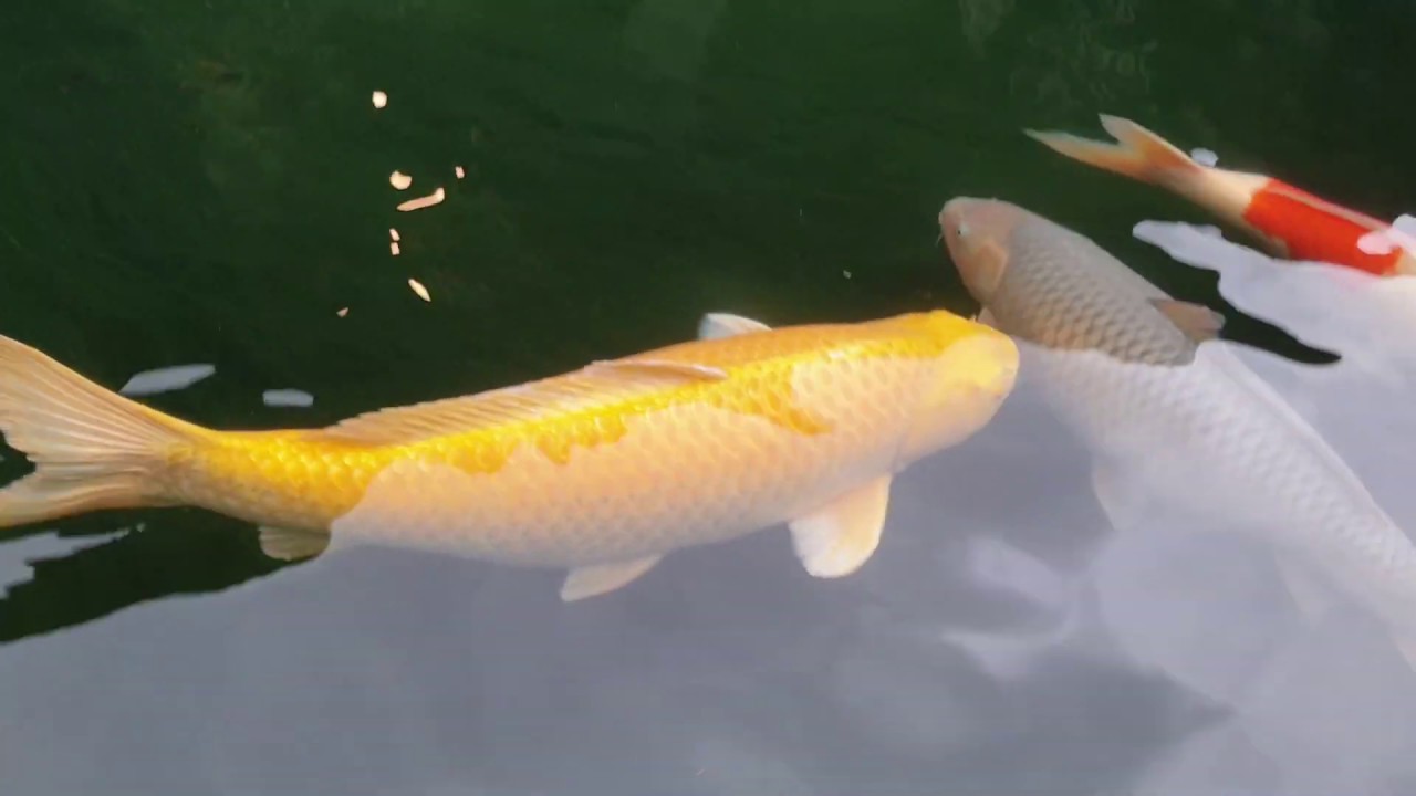 Cá chép vàng